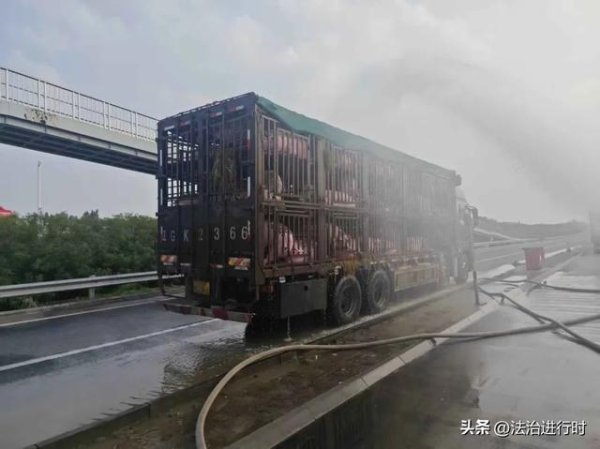 双融优配 百余头生猪集体中暑，北京通州消防为“二师兄”“消暑”降温